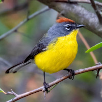 Brown-capped Redstart